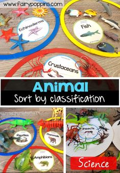 an animal sort by class project with pictures of different animals and their names on paper plates