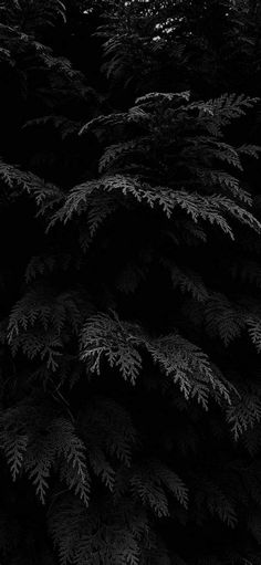 black and white photograph of trees in the dark