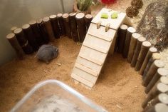 a small rodent sitting on top of sand next to a wooden structure with logs