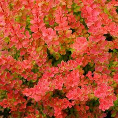 pink flowers are blooming in the garden, with green leaves and red petals on them