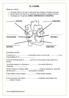 diagram of the heart labeled in spanish