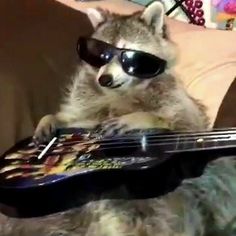 a raccoon wearing sunglasses and holding a guitar in its paws while sitting on a couch