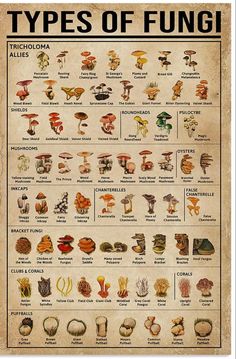 the types of funguss poster