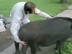 a man in white is petting a black pig on the side of a road