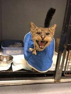 a cat with its mouth open wearing a blue jacket