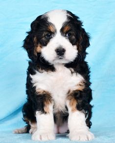 a black and white puppy sitting on top of a blue blanket