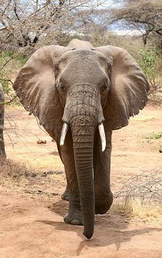 an elephant with tusks walking in the dirt