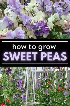 how to grow sweet peas in the garden with text overlay that reads, how to grow sweet peas