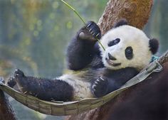 a panda bear is sitting in a hammock and playing with some bamboo sticks