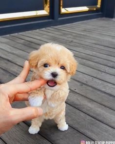 a small dog being petted by someone's hand on a wooden deck outside