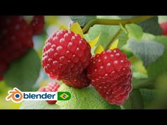 raspberries growing on the tree with green leaves