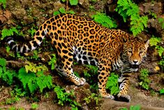 a large leopard walking through the jungle