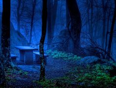 a bench sitting in the middle of a forest at night with blue light coming from behind it