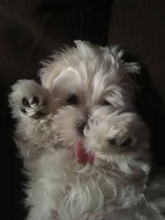 a small white dog sitting on top of a couch next to a black wall with its tongue hanging out