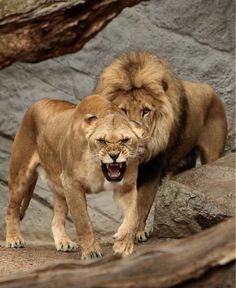 two lions standing next to each other on top of a rocky ground with their mouths open