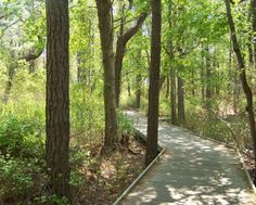 a wooden walkway in the middle of a forest