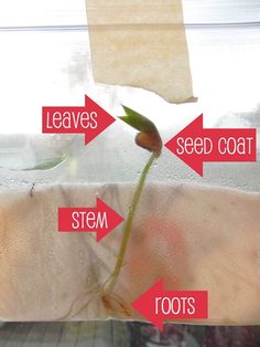 an image of a plant growing out of a window sill with words on it