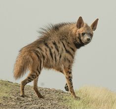 a striped hyena walking across a dry grass covered hill with grey sky in the background