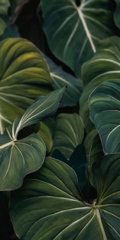 large green leaves with white stripes on them