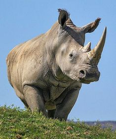 a rhino standing on top of a lush green field next to a blue sky with the words pointy tank puppy