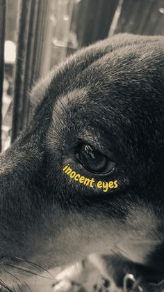 a black and white photo of a dog with yellow words on it's face