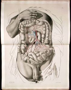 an antique medical illustration of the human body