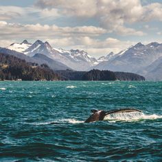 a humpback dives into the water with mountains in the background