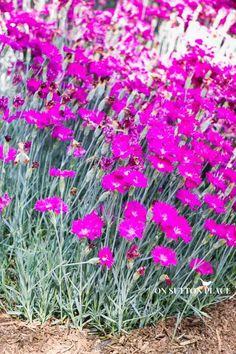 some purple flowers are growing in the dirt