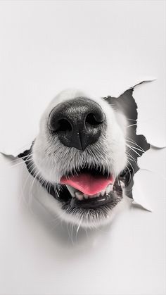 a close up of a dog's face through a hole in the wall