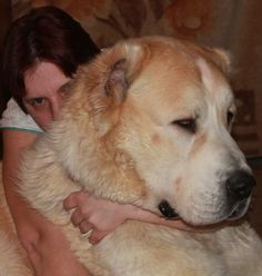 a woman is hugging her large dog on the couch