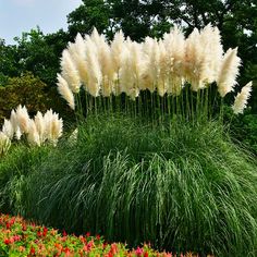 some very pretty flowers and plants in the grass