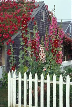 a white picket fence with red and pink flowers growing on it next to a house