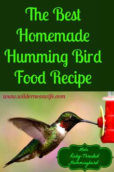 the best homemade hummingbird food recipe