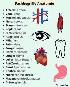 an info sheet with different types of human body parts including the heart, lungs and other organs