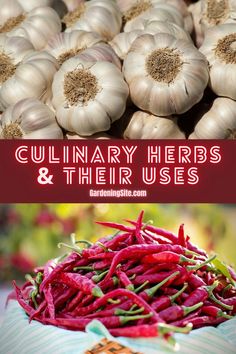 culinary herbs, herbs for cooking, herbs cuisine, cooking herbs Herbs And Their Uses, Growing Vegetables At Home, Oregano Plant, Breads Recipes, Tomato Planter, Container Herb Garden, Growing Rosemary, Outdoor Herb Garden