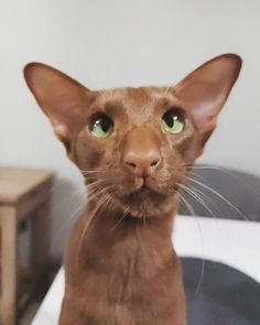 cinnamon oriental cats aesthetic shorthair ориентальная кошка oriental cat funny cats oriental oriental shorthair ориентал orientalcat oriental shorthair cats kitten honking cat ориентальный кот ориентальные кошки meow ориентальные котята ориентальные кошки видео orientalshorthair ориентальная порода кот ориентал black oriental cat oriental cats gato oriental cat compilation ориентал ориенталы black oriental kitty siamese short haired orientalisch kurzhaar katze funny cat Oriential Short Hair Cats, Anime Cat Art, Dobby Cat, Aesthetic Cat Drawing, Cat Compilation, Best Cat Breeds, Cat Anatomy, House Cats, Shorthair Cat