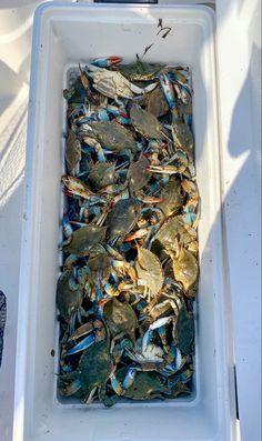 a container filled with lots of blue crabs