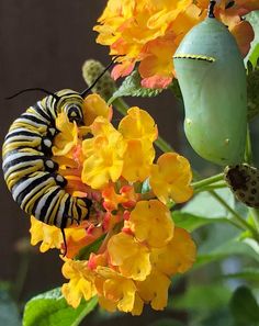 a caterpillar eating from a yellow flower next to a green butterfly on it's back