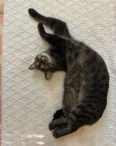 a gray cat laying on its back on the floor with it's paws in the air