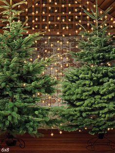 Rustic Christmas Tree Farm Photography Backdrop - Photography backdrop featuring two lush evergreen trees against a rustic brick wall with twinkling string lights.