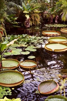 water lilies are floating in the pond surrounded by palm trees and other tropical plants