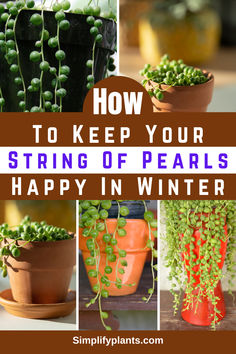 how to keep your string of pearls happy in winter - simply plantants com blog