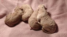 three puppies are sleeping on a pink blanket