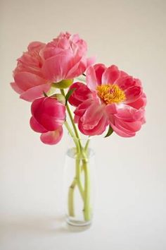 three pink flowers in a clear vase on a white table top with light colored background