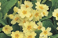 small yellow flowers with green leaves in the background