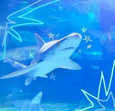 a shark swimming in an aquarium with stars on it