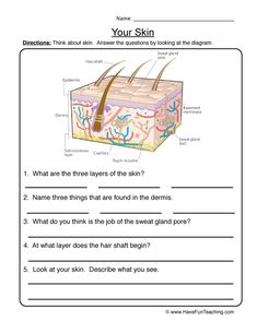 the structure of skin worksheet with answers and answer sheet for students to learn