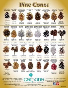 pine cones are the most common tree species in the world, and they can be found on