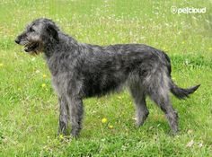 a gray dog standing on top of a lush green field