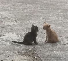 two cats are sitting on the ground and one is looking at another